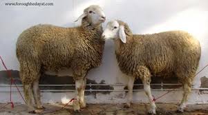 اگرشخصی زنده برای میت گوسفندی قربانی کند آیا به میت ثواب می رسد یا خیر؟
